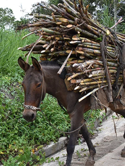 orgullo-campesino-03